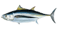 Albacore