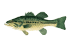 Largemouth Bass