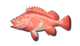 Rockfish